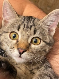 Влажный корм для взрослых кошек Purina Friskies кусочки в подливе с курицей (26х85г) фото от покупателей 4