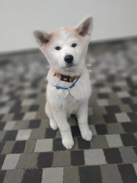Сухий корм для цуценят великих порід птиця просо Chicopee CNL Maxi Puppy Poultry & Millet 15 кг