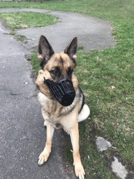 Trixie Muzzle намордник для собак L - чорний фото от покупателей 12