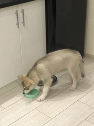 Миска-лабиринт для собак OutwardHound Fun Feeder Fun Feeder Tiny, 14 см, бирюзовая фото от покупателей 2