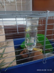 Поилка Trixie Honey & Hopper для грызунов, автоматическая, 250 мл (стекло)