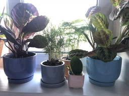 Керамический горшок для суккулентов Mini Plant маленького размера 6,4х6,5см Квадратный Бирюзовый фото от покупателей 4