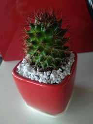 Керамический горшок для суккулентов Mini Plant маленького размера 6,4х6,5см Квадратный Бирюзовый фото от покупателей 1