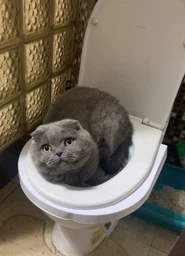 Набор для обучения кошек к унитазу Citi Kitty, Накладка на унитаз для котов, Система приучения кошек к унитазу фото от покупателей 3