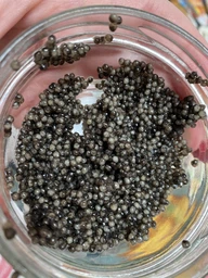 Ікра зерниста осетрових ROYAL CAVIAR - «Classic» 50 г фото від покупців 2
