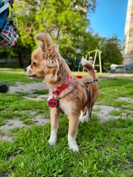 Адресник для Собак Эмалированный BronzeDog "Косточка" Синий 29 мм (94612) фото от покупателей 4