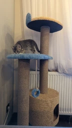 Высокий комплекс для кота с домиком когтеточка кошке Лили 2 130х60х45см сине бежевый фото от покупателей 1