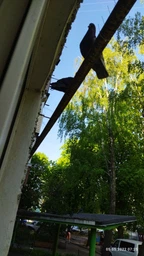 Шипы от птиц голубей и животных Е3 Antybird белые фото от покупателей 5
