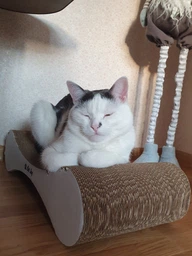 Кігтеточка дряпка з гофрокартону лежанка для котів з картонним фасадом Cat Joy Modern Whitish 54x13x25 см