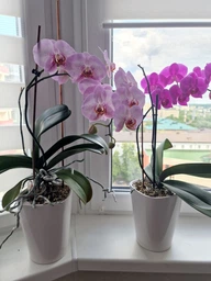 Вазон Lechuza Orchidea 20 білий матовий 13960 фото від покупців 2