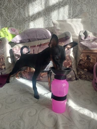 Дорожная бутылка поилка с чашей для собак Аqua Dog Голубой фото от покупателей 2