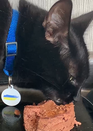 Упаковка влажного корма для кошек Purina Gourmet Gold Паштет с кроликом 24 шт по 85 г фото от покупателей 6