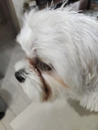 Сухий корм для собак дрібних порід з білою шерстю Nature's Protection Superior Care White Dogs Adult Small з ягням 17 кг (4771317459930) фото від покупців 6