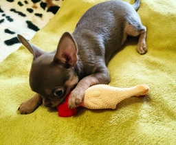Игрушка для собак Trixie Петух с пищалкой 15см (TX-35091) фото от покупателей 5