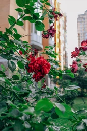 Canon EF-S 24mm f/2.8 STM фото от покупателей 8