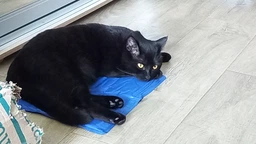 Коврик для собак и кошек Trixie охлаждающий 65х50 см Голубой (4011905286846)