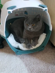 Сухий корм Royal Canin Neutered Satiety Balance для кастрованих та стерилізованих кішок до 7 років 12 кг (3182550799669) (2721120) фото від покупців 3