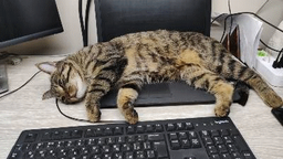 Сухой корм с птицей для котов всех возрастов Acana Wild Prairie Cat, 340 гр фото от покупателей 8