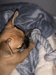Іграшка Trixie для собак Ігровий канат плетений текстиль 20 см 50 г фото від покупців 3