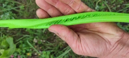 Шланг садовий Verto Professional, 1/2", 20м, 3 кулі, до 25бар, -10…+45°C фото від покупців 4