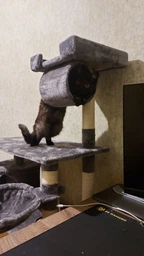 Ігровий комплекс (дряпка), будиночок для кота 140х75×40 см Avko CatTree сіра 1950 - кілька платформ для лазання та ігор, будиночок для відпочинку, лежак фото від покупців 3
