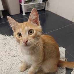 Сухий корм Purina One Junior для кошенят з куркою 450 г. (8445290071972) фото від покупців 6