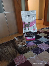 Сухий корм для котів, при захворюваннях сечовивідних шляхів Pro Plan Veterinary Diets UR Urinary 1,5 кг фото від покупців 4