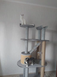 Стильная когтеточка с домиком игровой комплекс для кошек, котов всех пород 190х80х60см серо бежевая фото от покупателей 1
