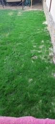 Газонная трава DSV Euro Grass Renovation Регенерационная – 10 кг. фото от покупателей 1