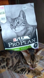 Сухий корм Purina Pro Plan Sterilised Adult 1+ Renal Plus для стерилізованих котів з індичкою 1.5 кг