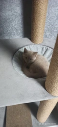 Стильная когтеточка с домиком игровой комплекс для кошек, котов всех пород 190х80х60см серо бежевая фото от покупателей 6