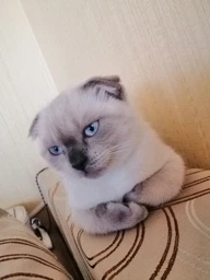 Cухий корм CLUB 4 PAWS PREMIUM Клуб 4 лапи для кошенят КУРКА, 5 кг фото від покупців 10
