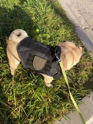 Шлейка для собак Harness K9 Long, металева пряжка фастекс і система MOLLE, L (77-99 см) Оливковий (076L-GREEN) фото від покупців 13