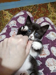 Влажный корм Royal Canin BABYCAT INSTINCTIVE Cans для кошек в период лактации и новорожденных котят (Паштет) 195 г (9003579311660) фото от покупателей 6
