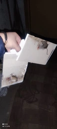 Клейова пастка для гризунів Prilipalo