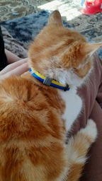 Ошейник для котов нейлоновый Collar WAUCAT c QR паспортом Colors of freedom пластиковый фастекс XS 20 - 30 см (5210-4020Collar) фото от покупателей 12