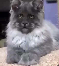 Сухий корм для котів з чутливим травленням Purina Cat Chow Sensitive Пуріна Кет Чао з лососем 1,5 кг (7613035394131) фото от покупателей 3
