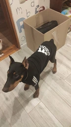 Толстовка для собак Adidog 5XL Рожевий
