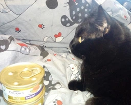 Упаковка влажного корма для кошек Purina Gourmet Gold Паштет с индейкой 24 шт по 85 г фото от покупателей 10