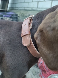 Нашийник "CoLLaR" подвійний (ширина 35мм, довжина 48-63см) чорний фото від покупців 3