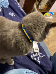 Ошейник для котов нейлоновый Collar WAUCAT c QR паспортом Colors of freedom пластиковый фастекс XS 20 - 30 см (5210-4020Collar) фото от покупателей 8