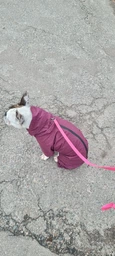 Комбинезон Noble Pet Travis T4124/M Grayish Red (00002301) фото от покупателей 11
