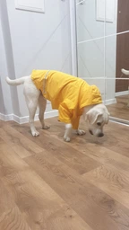 Дождевик Noble Pet Moss Blue M4106/XS (00000437) фото от покупателей 9