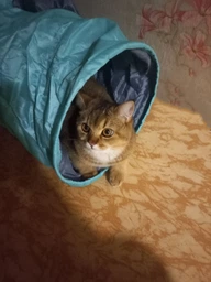 Trixie Тунель тканинний для котів,в асортименті фото от покупателей 10