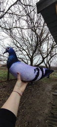 М'яка іграшка антистрес WONKEY Голуб Гриша 30см 33001