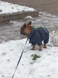 Комбінезон Pet Fashion COLD для собак сірий 5XL фото від покупців 3