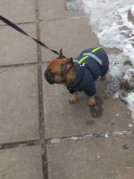 Комбінезон Pet Fashion COLD для собак сірий 5XL фото від покупців 2