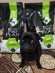 Purina PRO PLAN Small & Mini Puppy Healthy Start сухой корм для щенков мелких пород, с курицей 7 кг фото от покупателей 7