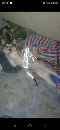Брезентовий повідець для собак Collar бавовняні тасьма зі світловідбиваючою ниткою 300 см 20 мм (0498)