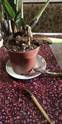 Заміокулькас (Zamioculcas, Доларове дерево), висота 30 - 40см, 12" горщик (RG145) фото від покупців 9